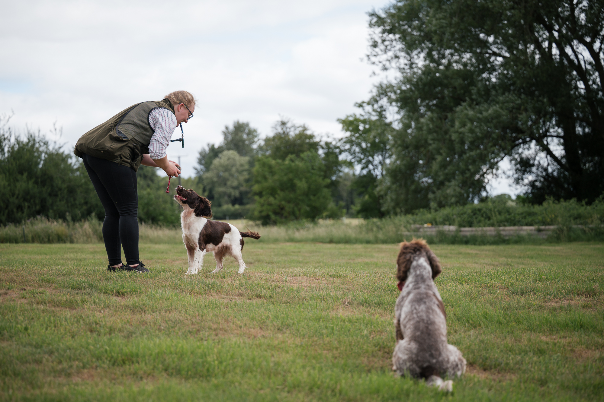 Working two dogs